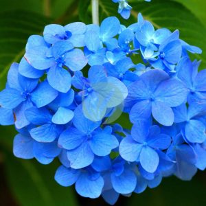 Hortensia