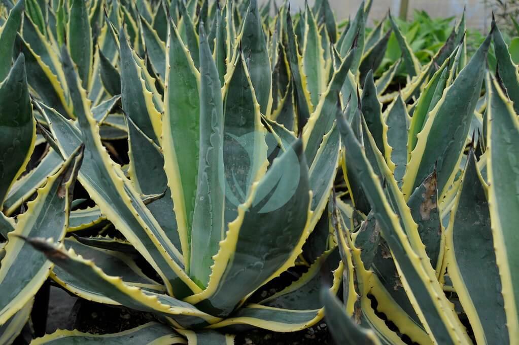 Agave americana variegata – Image 2