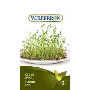 Germe Lentille