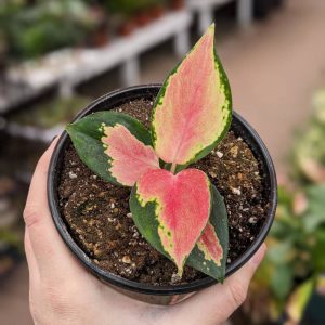 Aglaonema Suksom