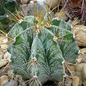 Astrophytum ornatum