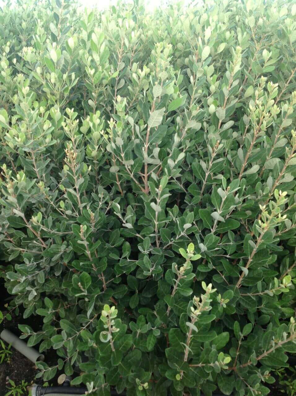 Feijoa Boule