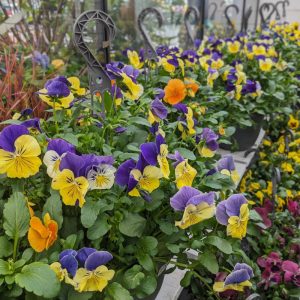 Viola Tasty