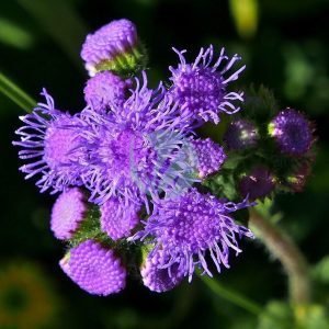 Ageratum