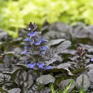 Ajuga Black Scallop
