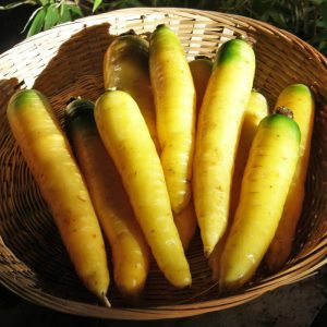 Plant de Carotte Yellowstone