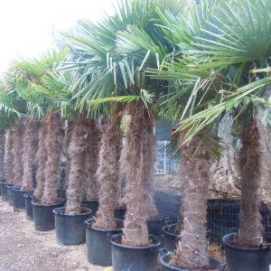 Palmier Chamaerops Excelsa – Trachycarpus Fortunei : 50/60 cm (C55)