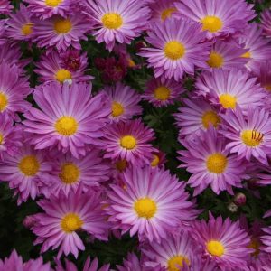 Chrysanthème Mammoth Dark Lavender