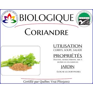 Plant de Coriandre