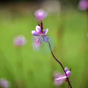 Gaura