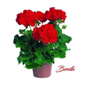 Géranium Benita