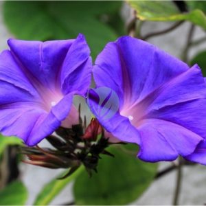 Ipomea