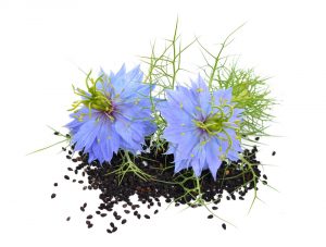 Huile végétale de Nigelle