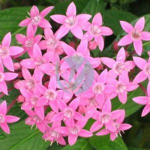 Pentas