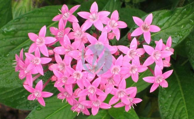 Pentas