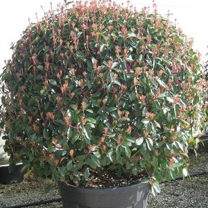 Photinia Boule 100/120