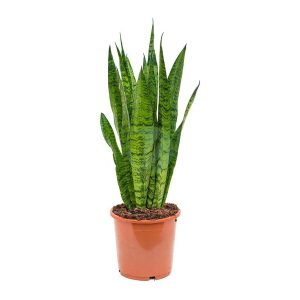 Sansevieria (zeylanica)