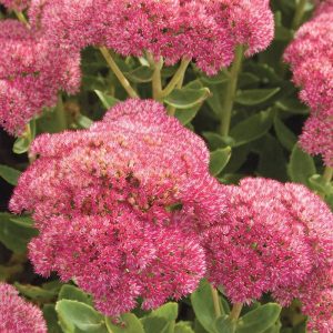 Sedum Autumn Joy