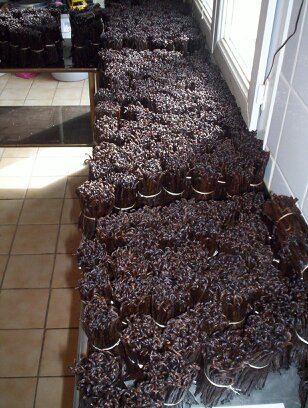 Vanille Planifolia (Bourbon) gousses 16 cm – Image 2